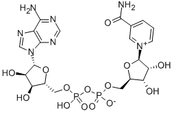 β-Nikotinamid adenindinukleotid